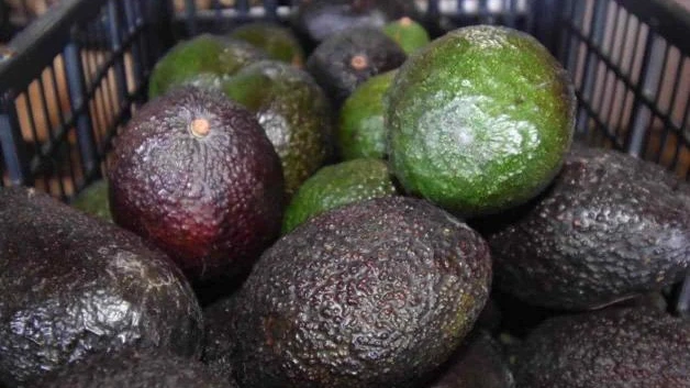 Vuelve aumento al costo del aguacate