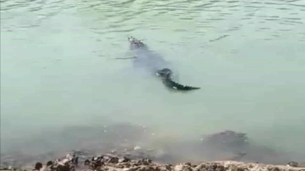 Migran cocodrilos a norte de Veracruz