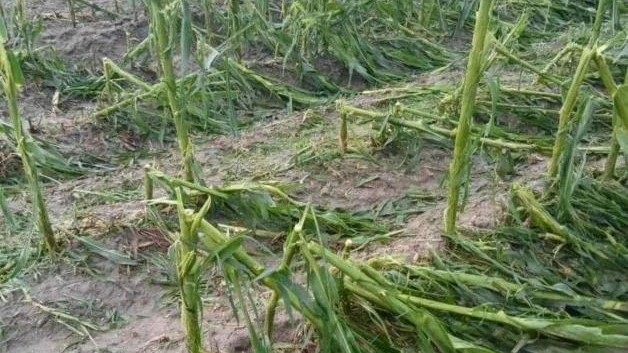 Dan fondos de aseguramiento, cifras de daños por granizada