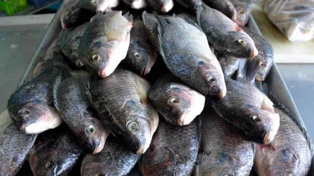 Exhortan a evitar consumir los mariscos ´callejeros´