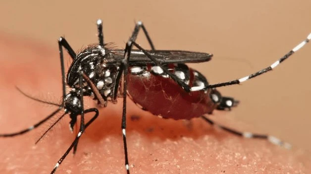 Arrecia el dengue