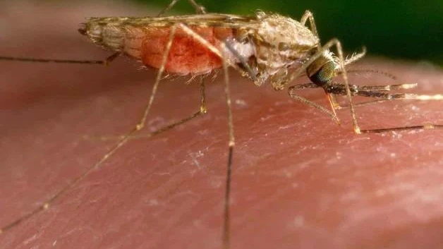 Registran cinco casos de malaria en Texas y Florida