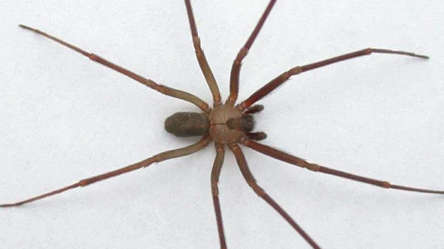 Alarman ataques de araña ´violinista´