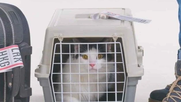 Exigen a viajeros que sus mascotas sean vacunadas