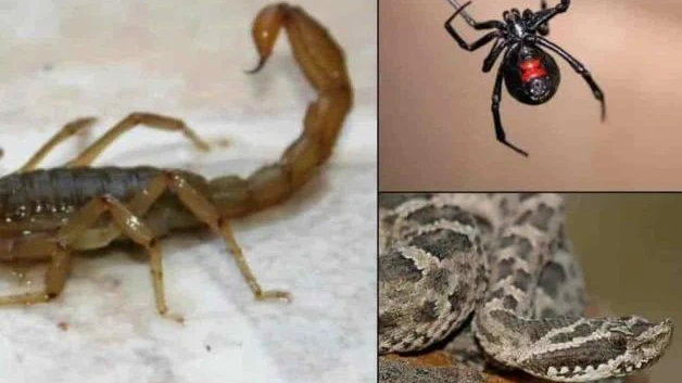 Salen víboras por calorones