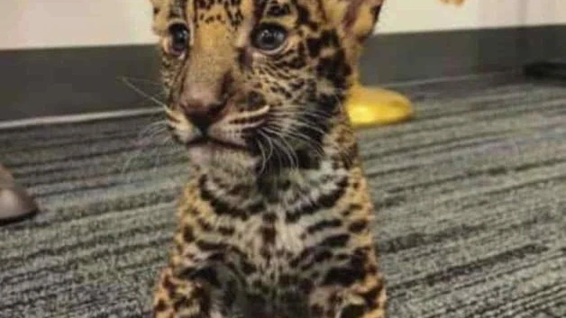 Vendían animales exóticos como si fueran mascotas