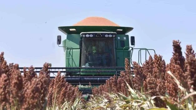 Colapsa sequía al campo