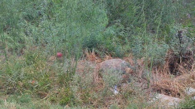 Abundan predios baldíos: Son foco de infección que afectan la salud y el medio ambiente