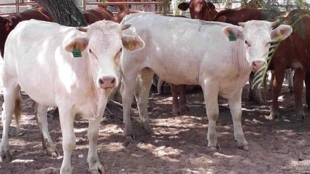 Productores claman ayuda