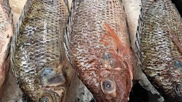 Carísima Cuaresma: Elevan precios de pescados