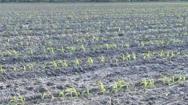 Bombardearán las nubes con yoduro de plata