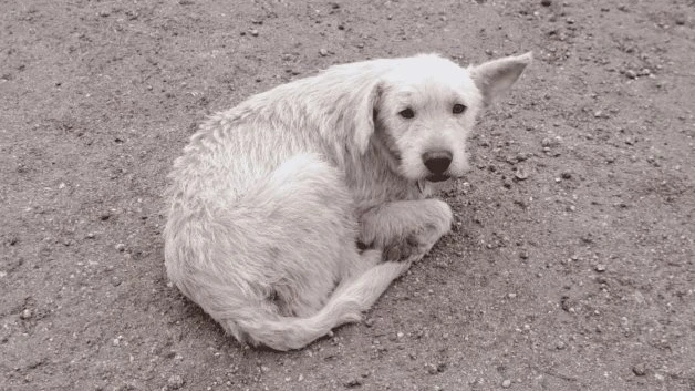 Abandonan a mascotas