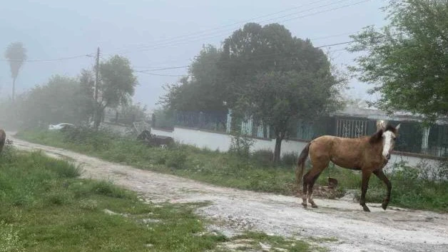 Peligran vecinos por caballos en libertad en vialidad de Reynosa