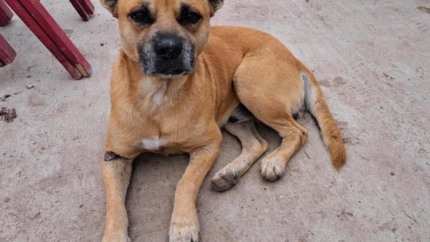 Vacunarán a mascotas