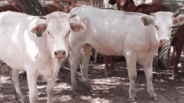 Productores de claman por la Policía Rural