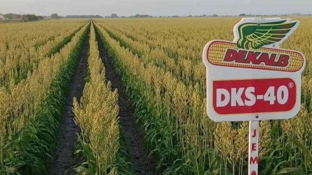 Repunta esperanza en el sorgo