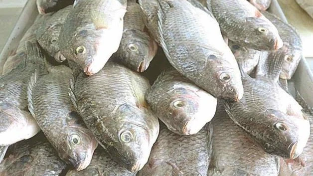 Alertan sobre consumo de pescado y mariscos