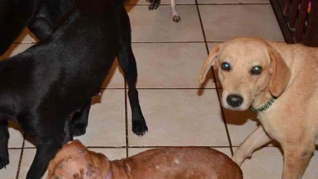 Adopta, no compres