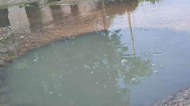 Vecinos de Colonia Del Valle denuncian brote de aguas negras