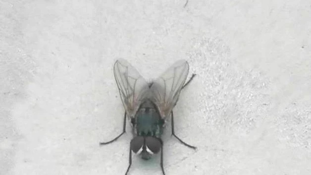 Proliferan moscas por la ciudad