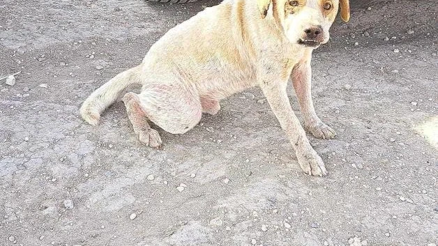 Piden censo de mascotas en Reynosa