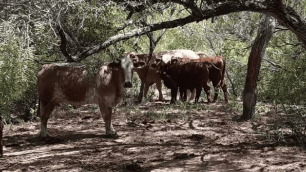 Disminuye precio de ganado bovino