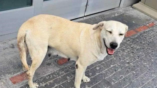 Maltrato de mascotas en Reynosa