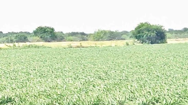 Preocupa la baja de precio del sorgo