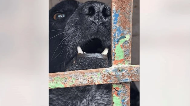 Exhortan cuidar a mascotas del calor
