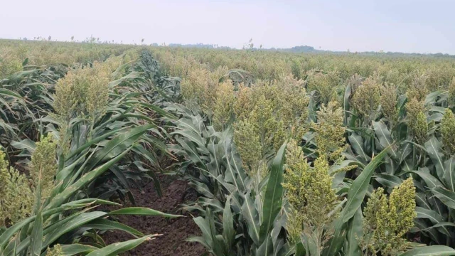 Prevén caiga producción en el campo de la zona norte de Tamaulipas