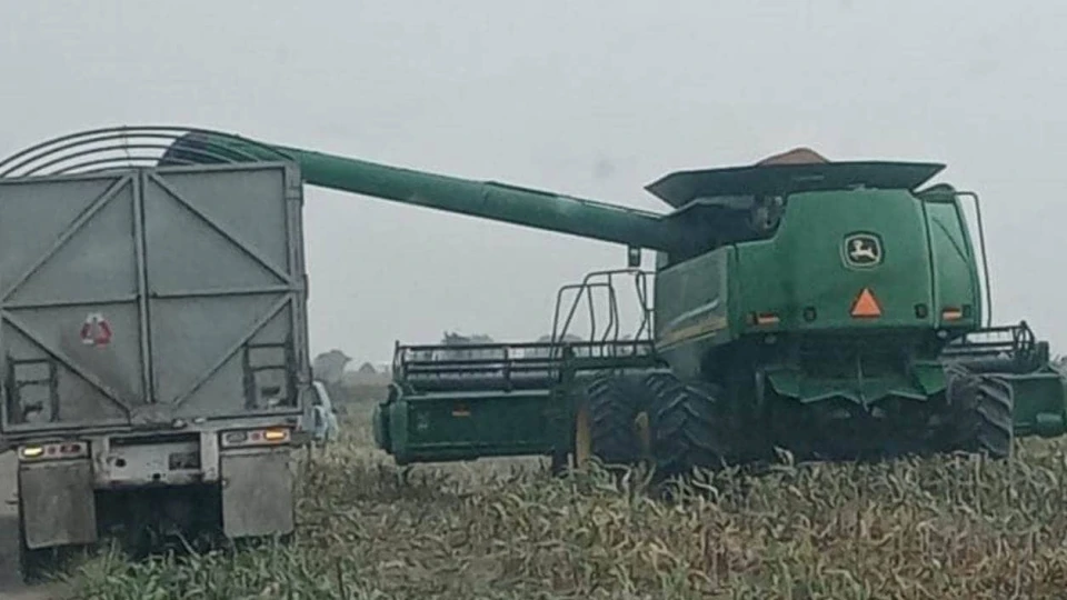 Aceleran la trilla de sorgo