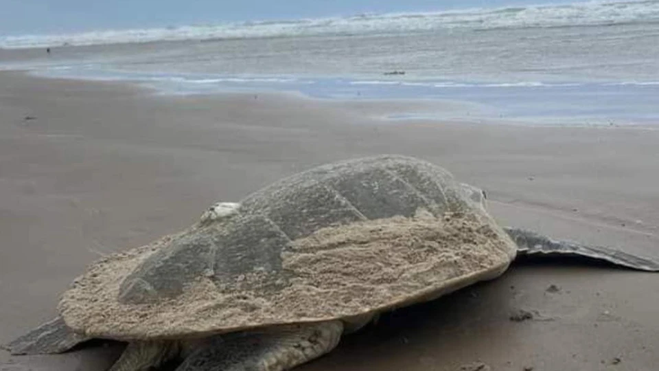 Desovan tortugas antes de tormenta Alberto en Playa Miramar