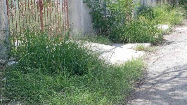 Plaga de zancudo invade viviendas en colonia Petrolera