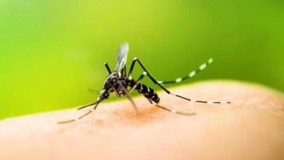 Prevén aumento de casos de dengue en Reynosa