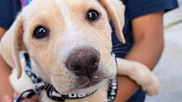 Alertan de parvovirus en cachorros