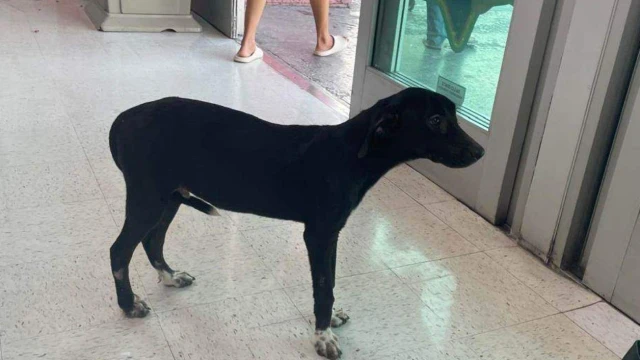 Buscan perros callejeros refugio por ola de calor
