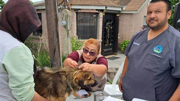 Llaman a vacunar a perros y gatos: Harán jornadas antirrábicas en Reynosa