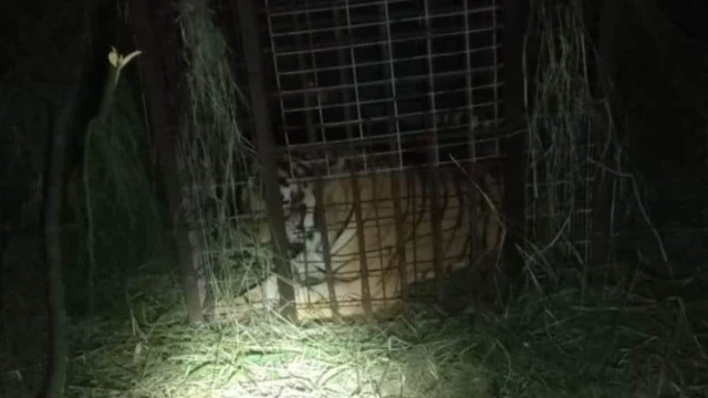 Capturan a tigre que escapó de Quinta"La Fauna" en Reynosa