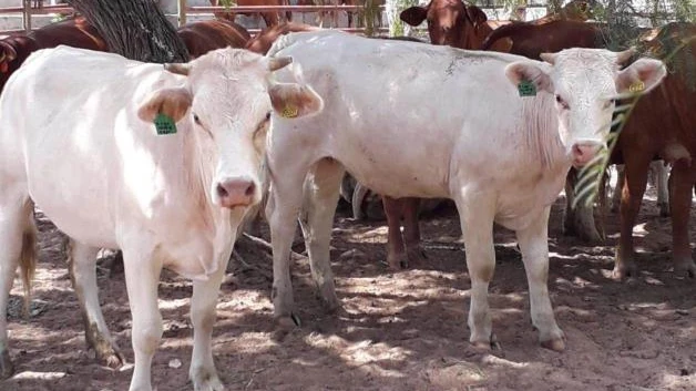Controlan la plaga de garrapatas en ganado de Reynosa