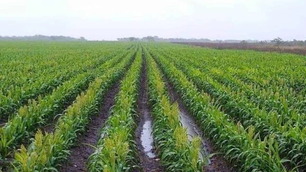Detectan plagas de gusano en cultivos de rancherías de Méndez