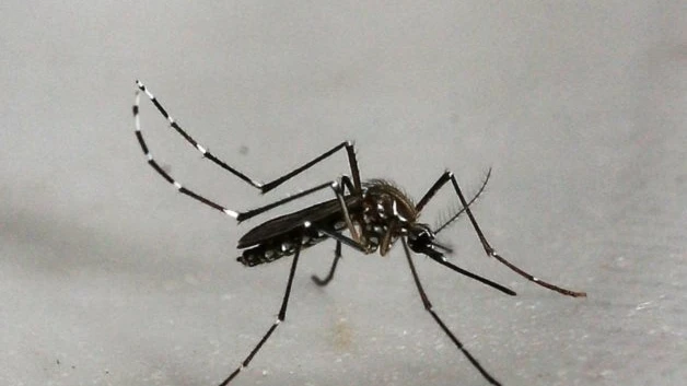 ¡Ataca duro el dengue en Tamaulipas!