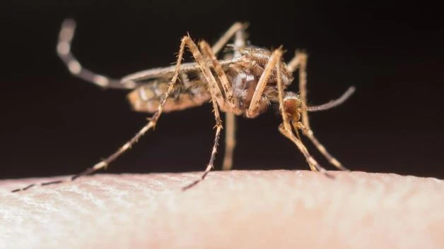 Mantiene dengue amenaza de salud; Reynosa quinto lugar en incidencia