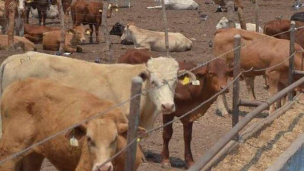 Sufren ganaderos por detección de gusano barrenador en el sur de Tamaulipas