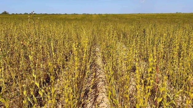 Levantan primera cosecha en San Fernando: Cambian sorgo por el ajonjolí