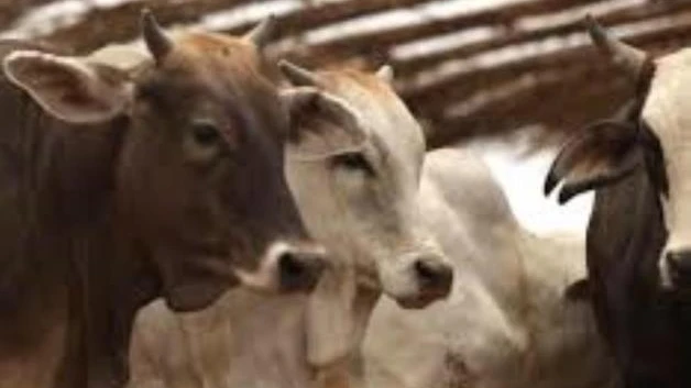Ganaderos tamaulipecos exportarían a través de NL