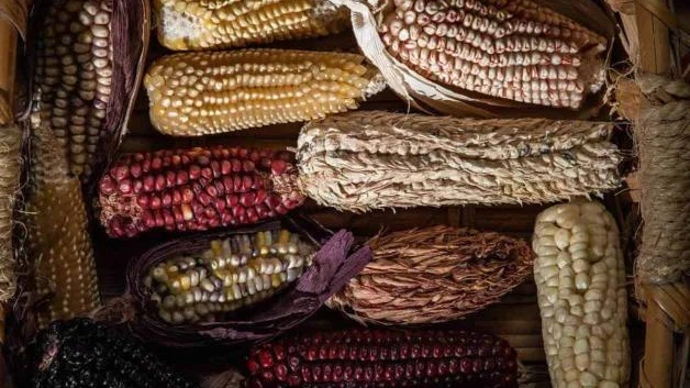 Tiene México récord de importaciones de maíz