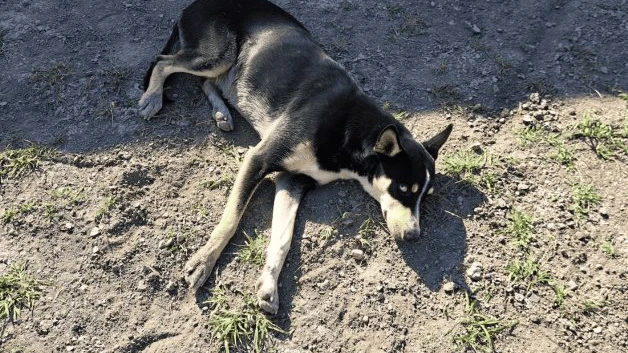 Recomiendan cuidado de mascotas por calor