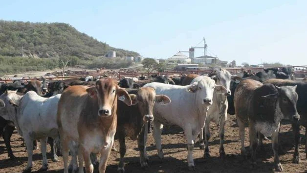 Importan a México reses australianas