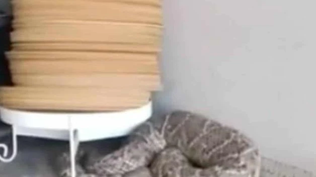 Alerta por víboras