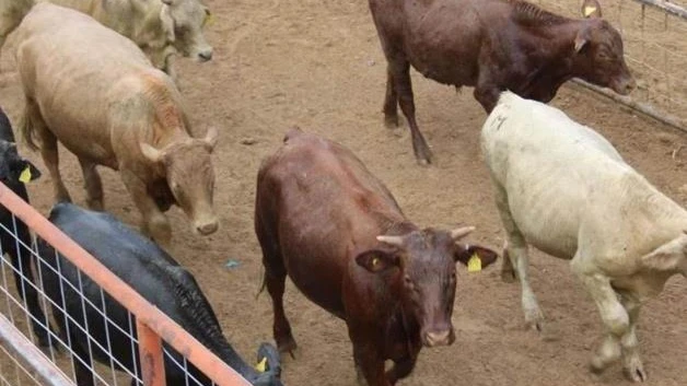 Cae exportación de ganado tamaulipeco